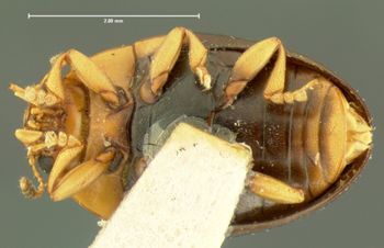 Media type: image;   Entomology 33679 Aspect: habitus ventral view